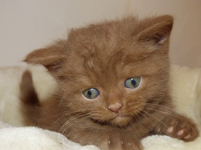 chaton British Shorthair patchouli du jardin de lizie Le jardin de lizie
